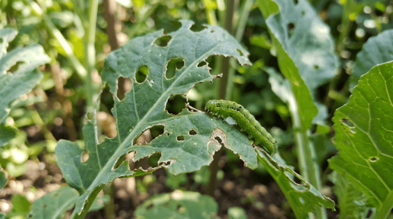 Leaves with holes chewed by pests